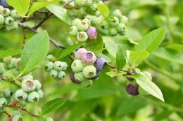 Blue berry bush